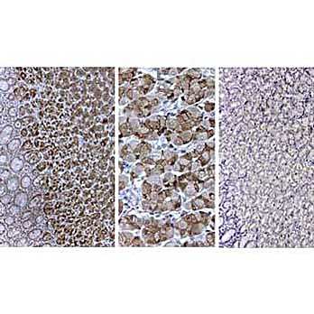 Anti-PEPSIN (GOAT) Antibody