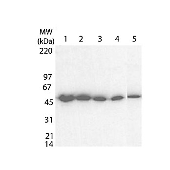 Anti-tetanus toxic fragment C (Rabbit) Antibody