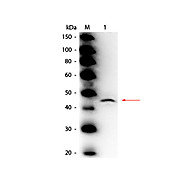 Anti-ADENOSINE DEAMINASE (Calf Spleen) (RABBIT) Antibody Peroxidase Conjugated