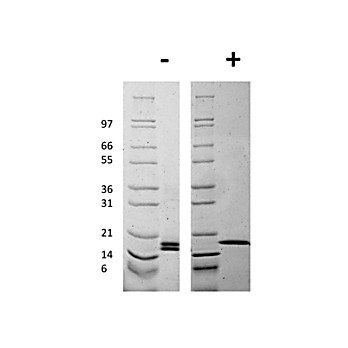 Mouse Fibroblast Growth Factor basic Recombinant Protein
