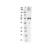 Anti-PEROXIDASE (Horseradish) (GUINEA PIG) Antibody