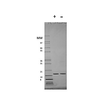 Human Interferon-alpha 2a Recombinant Protein