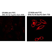 Anti-Fluorescein (MOUSE) Monoclonal Antibody