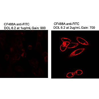 Anti-Fluorescein (MOUSE) Monoclonal Antibody