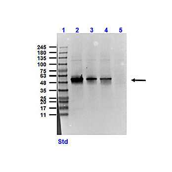 Anti-SUCROSE PHOSPHORYLASE (E.coli) (GOAT) Antibody