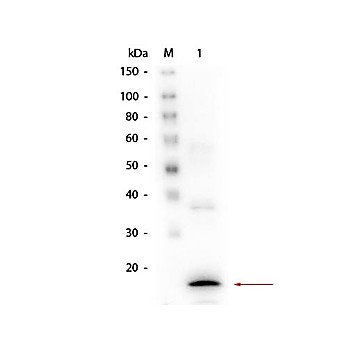 Procalcitonin [4C8.H6.D4] Antibody 