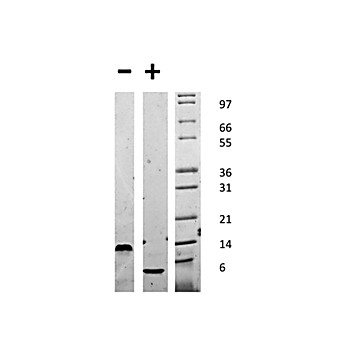 Mouse Epidermal Growth Factor Recombinant Protein