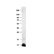 Anti-Bovine CCL2 (RABBIT) Antibody