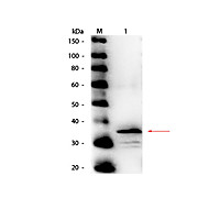 Anti-CARBOXYPEPTIDASE B (RABBIT) Antibody Peroxidase Conjugated