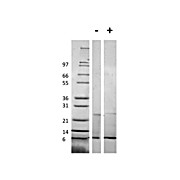 Mouse RELM alpha Recombinant Protein