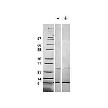 Mouse RELM alpha Recombinant Protein