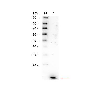 Anti-Human IL-8 (RABBIT) Antibody