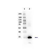Anti-CARBONIC ANHYDRASE I (GOAT) Antibody Peroxidase Conjugated