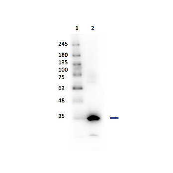 Anti-CARBONIC ANHYDRASE I (GOAT) Antibody Peroxidase Conjugated