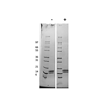 Mouse Thrombopoietin Recombinant Protein