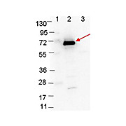Anti-OspC (RABBIT) Antibody