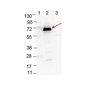 Anti-OspC (RABBIT) Antibody
