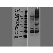 MMTV surface protein Antibody