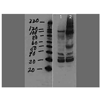 MMTV surface protein Antibody