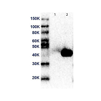 Anti-MEK2 (MOUSE) Monoclonal Antibody DyLight™ 680 Conjugated