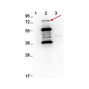 Anti-ErpD/Arp37 (RABBIT) Antibody