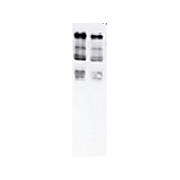 Anti-UBIQUITIN (RABBIT) Antibody