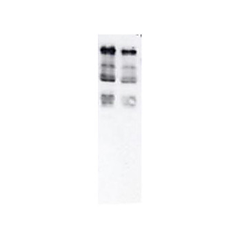 Anti-UBIQUITIN (RABBIT) Antibody
