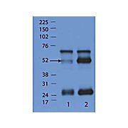 Anti-IFN Induced GTPase-like Protein (RABBIT) Antibody