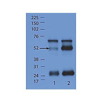Anti-IFN Induced GTPase-like Protein (RABBIT) Antibody