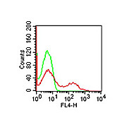 Anti-CD8 (MOUSE) Allophycocyanin Conjugated Monoclonal Antibody