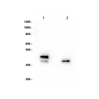 Anti-MEK1 pS222/MEK2 pS226 Monoclonal Antibody