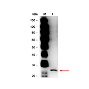 Anti-PAPAIN (GOAT) Antibody Peroxidase Conjugated