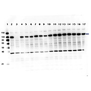 Anti-PARP1 (internal) (RABBIT) Antibody
