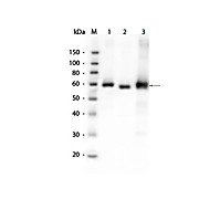 Anti-AKT (RABBIT) Antibody
