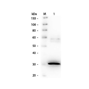 Anti-N-ACYLMANNOSAMINE-1-DEHYDROGENASE (Pseudomonas) (GOAT) Antibody Biotin Conjugated