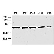 Anti-Zic-1 (Mouse/Human) (RABBIT) Antibody