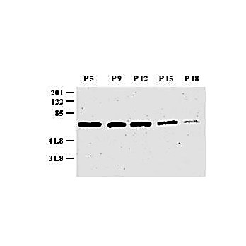 Anti-Zic-1 (Mouse/Human) (RABBIT) Antibody