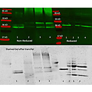 Anti-ALDOLASE [Rabbit Muscle] (GOAT) Antibody Biotin Conjugated