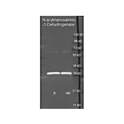 Anti-N-ACYLMANNOSAMINE-1-DEHYDROGENASE (Pseudomonas) (GOAT) Antibody