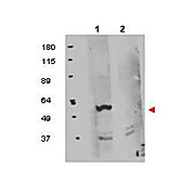 Anti-FKBP8 (RABBIT) Antibody