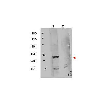 Anti-FKBP8 (RABBIT) Antibody