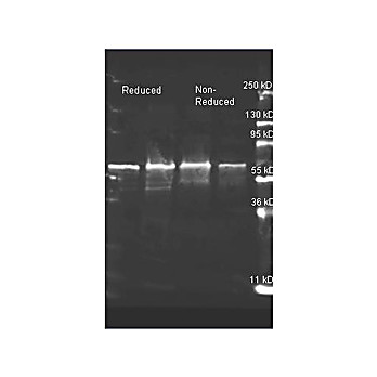 Anti-CHOLINE OXIDASE (Alcaligenes species) (GOAT) Antibody
