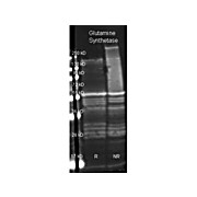 Anti-GLUTAMINE SYNTHETASE (Microbial) (GOAT) Antibody Biotin Conjugated
