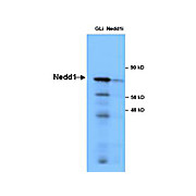 Anti-NEDD1 (RABBIT) Antibody
