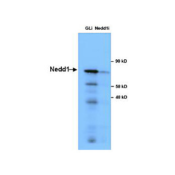 Anti-NEDD1 (RABBIT) Antibody