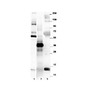 Anti-NAG-1 (RABBIT) Antibody