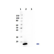 Anti-AVIDIN (Egg White) (RABBIT) Antibody Peroxidase Conjugated