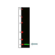 Anti-Cat IL-2 (RABBIT) Antibody