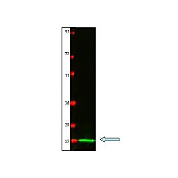 Anti-Cat IL-2 (RABBIT) Antibody