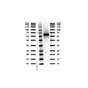 Anti-Abi1 (RABBIT) Antibody